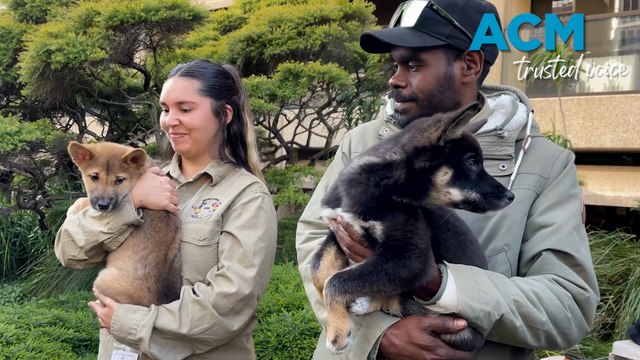 Dingo management has gone to the dogs, advocates say