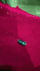 HEWAN PURBA YANG MUCUL KEMBALI!!!!