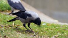 The Hooded Crow: Close Up HD Footage (Corvus cornix)