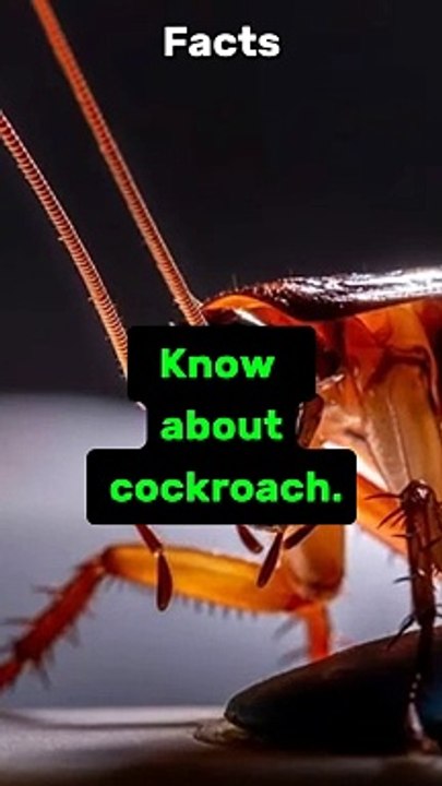 Amazing Facts about Cockroach