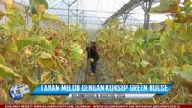 Kisah Petani Milenial Bojonegoro Sukses Tanam Melon Dengan Konsep Green House