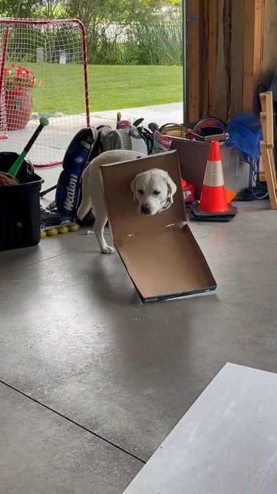 Labrador Steals Pizza From Fridge and Has Pizza Box Stuck Around Neck