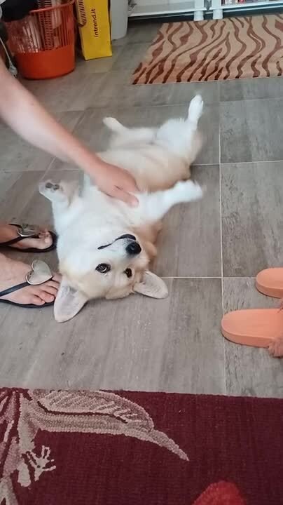 Dog Enjoys Getting Massage From Owner