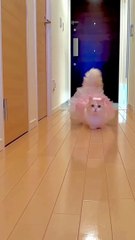 mene_Tera_name_Nasha_rakha__so_pretty_little_cats_videos_#cat_#shortvideo_#youtubeshorts(720p)