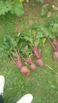 la récolte des betteraves rouge