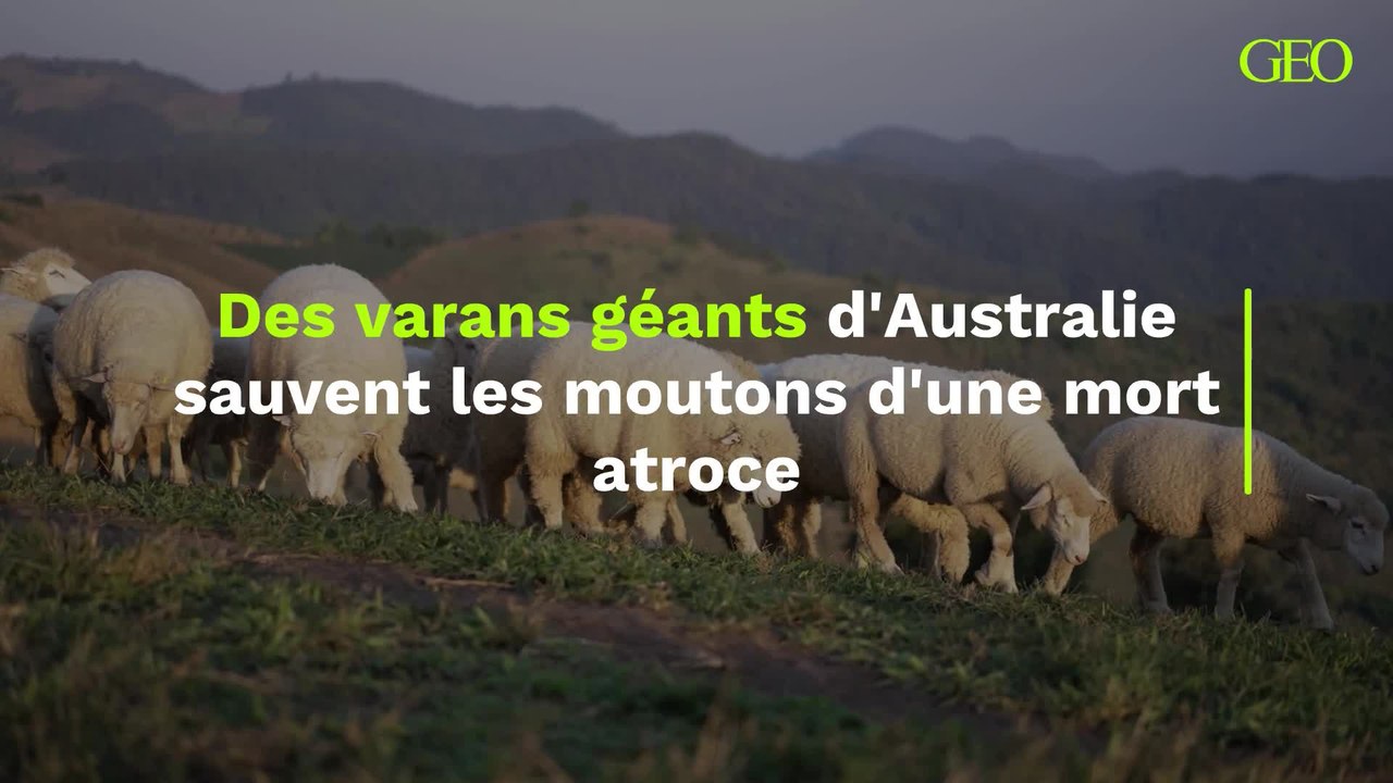 Des varans géants d'Australie sauvent les moutons d'une mort atroce