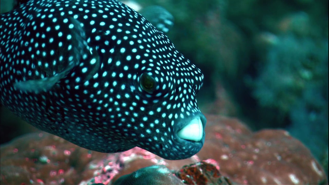 Galapagos (2006) - S01E03 - Forces of Change