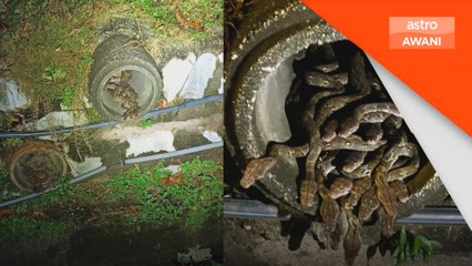 Haiwan liar: Ular sawa bersarang di longkang