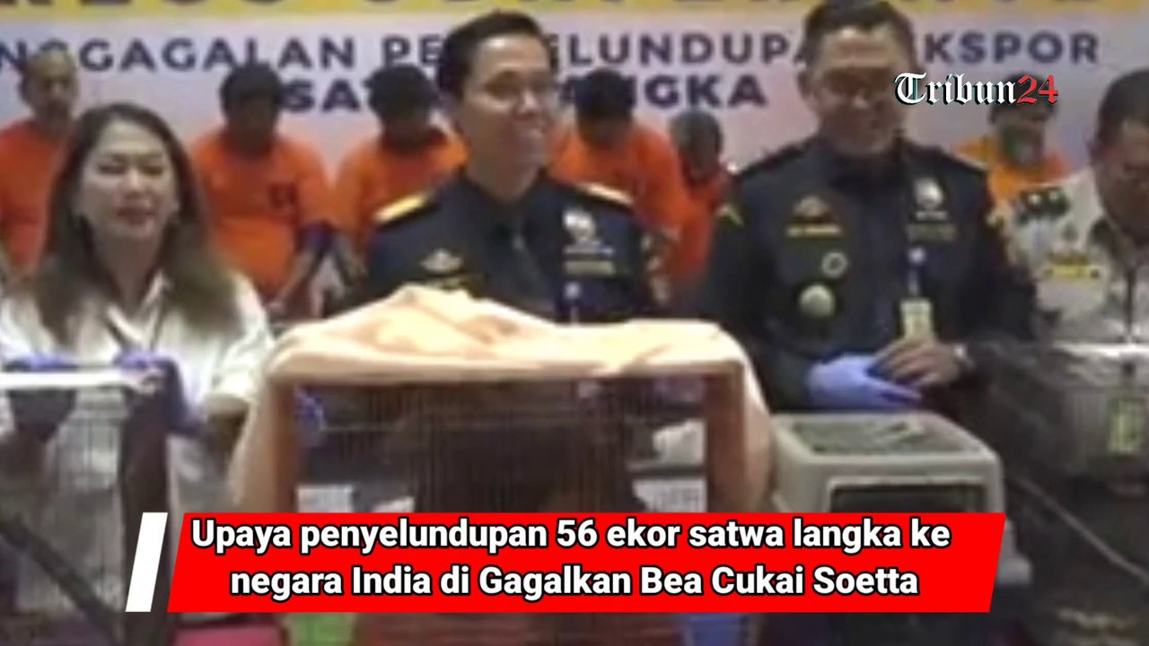 Upaya penyelundupan 56 ekor satwa langka ke negara India di Gagalkan Bea Cukai Soetta