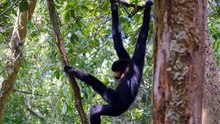Monkeys free stock