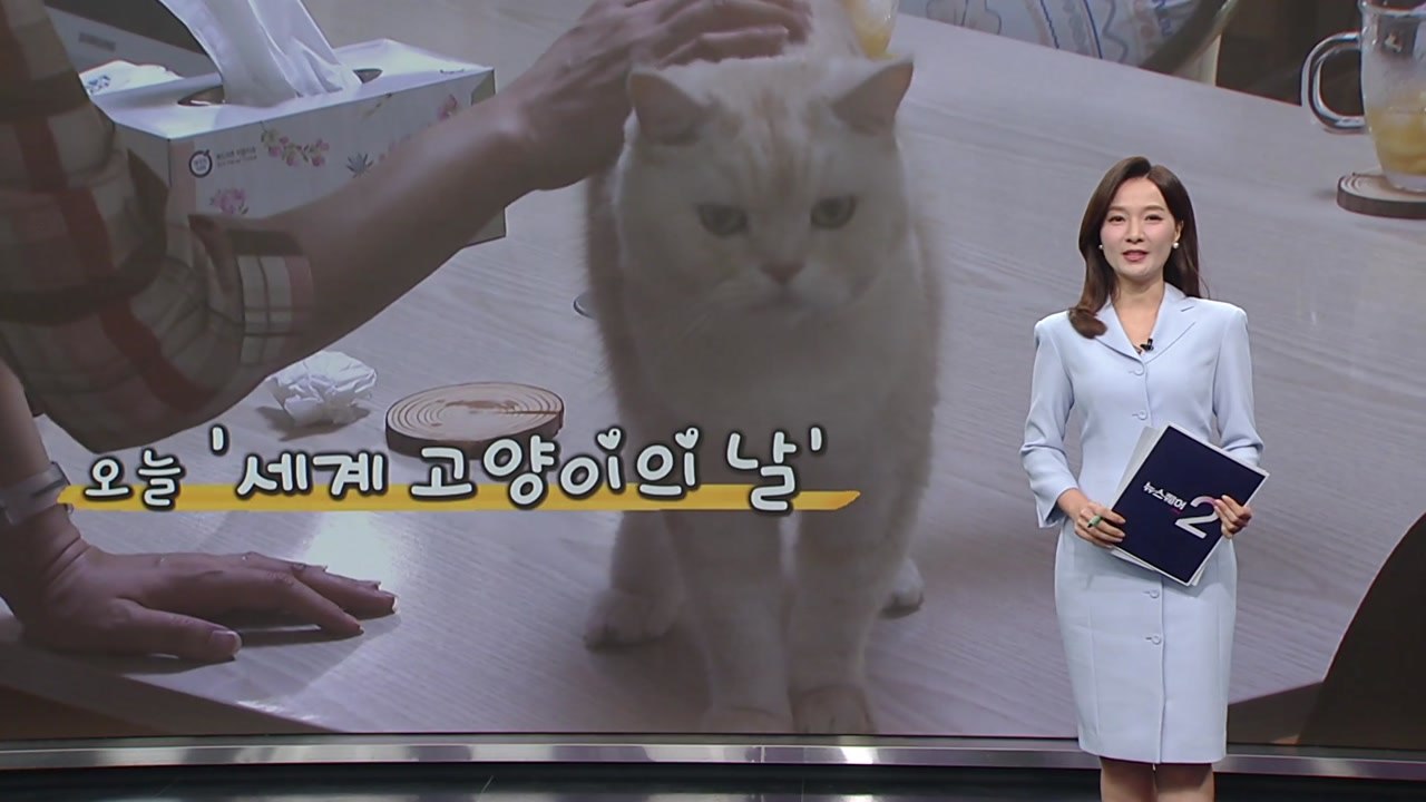 '우리도 덥다냐옹'...멍냥이 폭염 이기는 노하우 [앵커리포트] / YTN