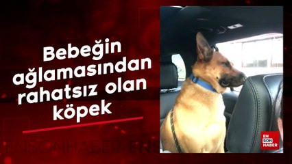 Bebeğin ağlamasından rahatsız olan köpek
