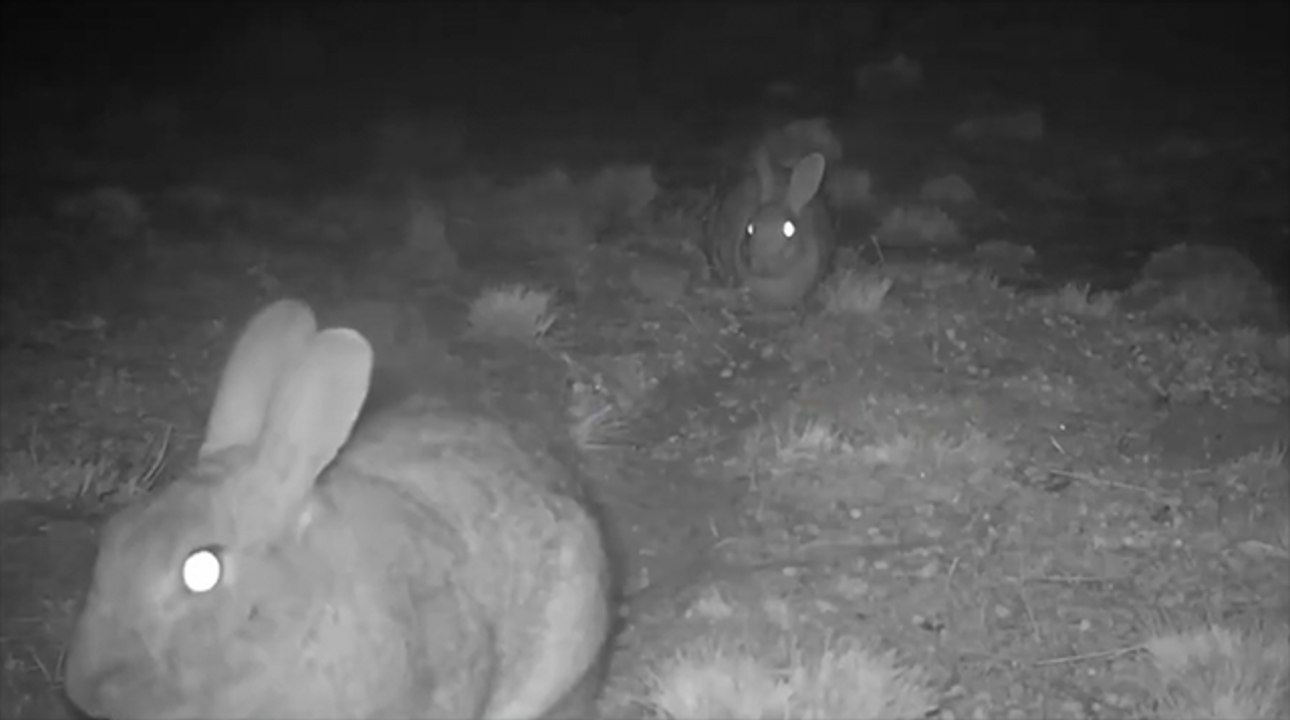 Rabbit control in Victoria | Stock & Land