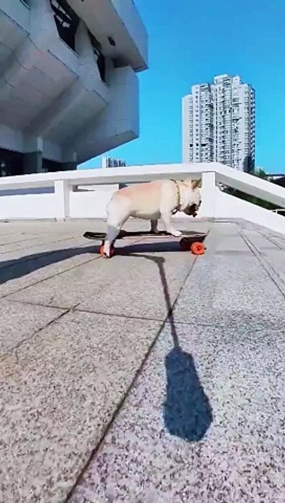 Funny video