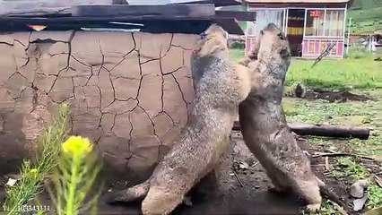 ANIMALS on Earth to MAKE US LAUGH  Super Funny Animal Videos 2024