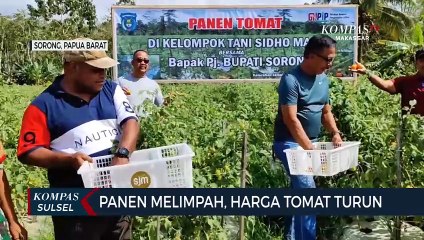 Panen Melimpah, Harga Tomat Turun