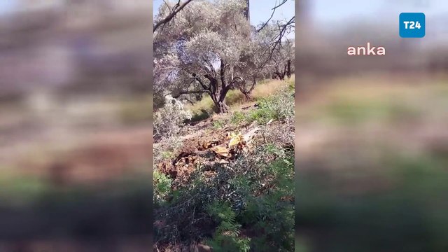 Hatay'da, konutlara yol yapmak için zeytin ağaçlarının sökülmesine tepki: Arazimiz kamulaştırma olmadan gasp usulüyle alınıyor!