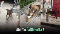 แค่เดินโชว์ 3 ขาให้นุดดดดู ก็หลอกกินของอร่อยได้แล้ว…