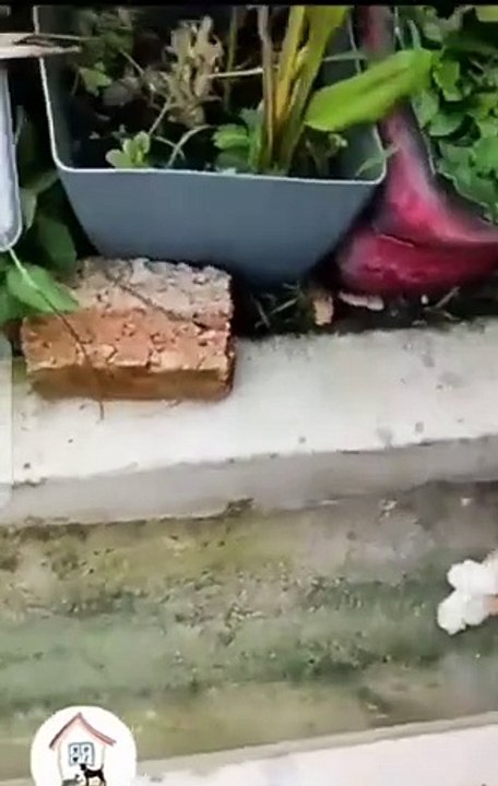 funny cat videos try not to laugh episode 69 cute and adorable cat subscribe for cat wait for end funny cat videos try not to laugh episode 69 cute and adorable cat subscribe for cat wait for end