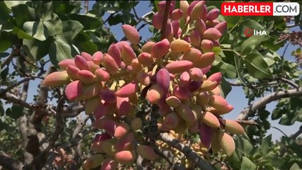 Gaziantep'te Antep Fıstığı Hasadı Başladı