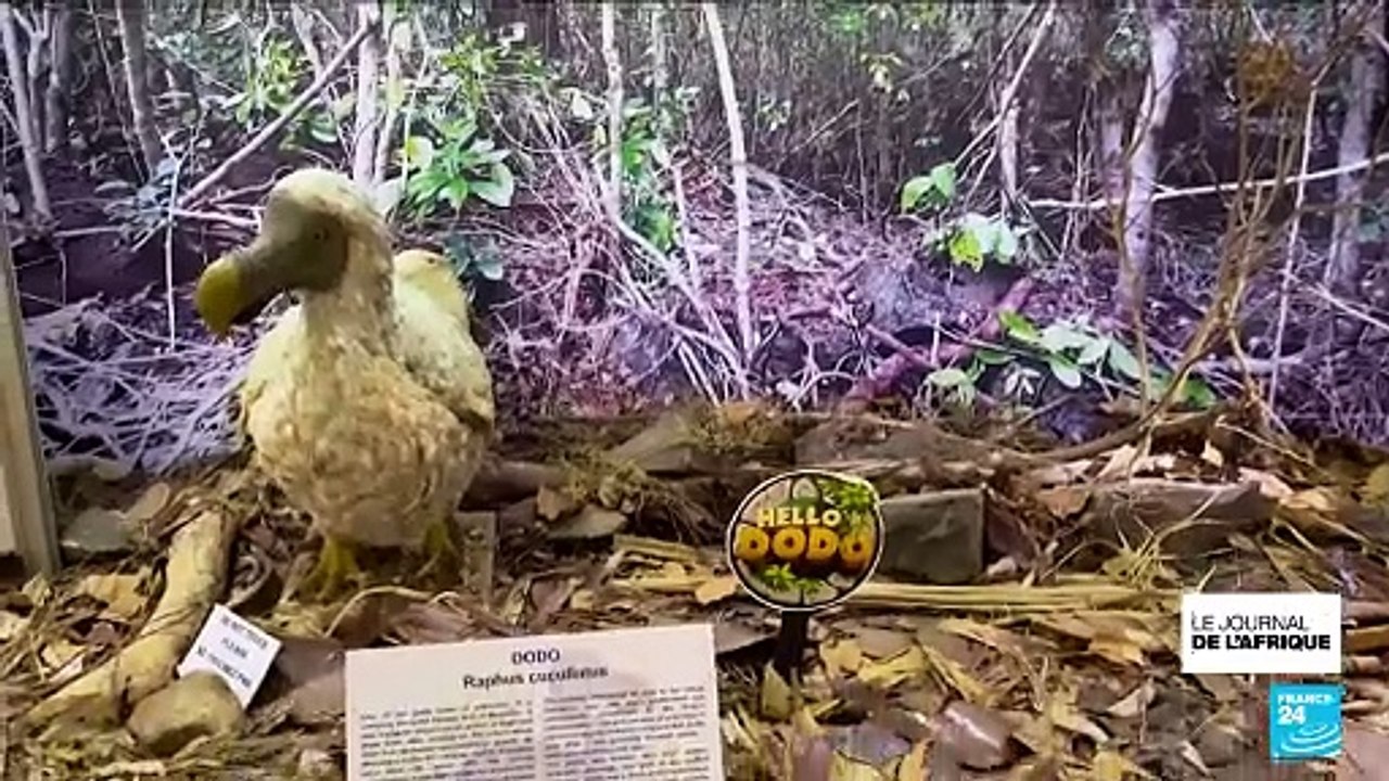 Le dodo de l'île Maurice, cet oiseau disparu, va-t-il renaître grâce à la science ?