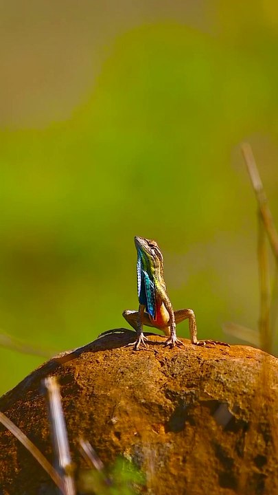 wildlife.ayush-29-07-2024-0001