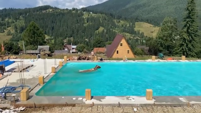 Sıcaklardan bunalan inek kendini bir anda havuza attı