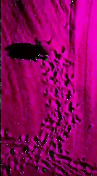 Monopoli, la schiusa delle uova caretta caretta