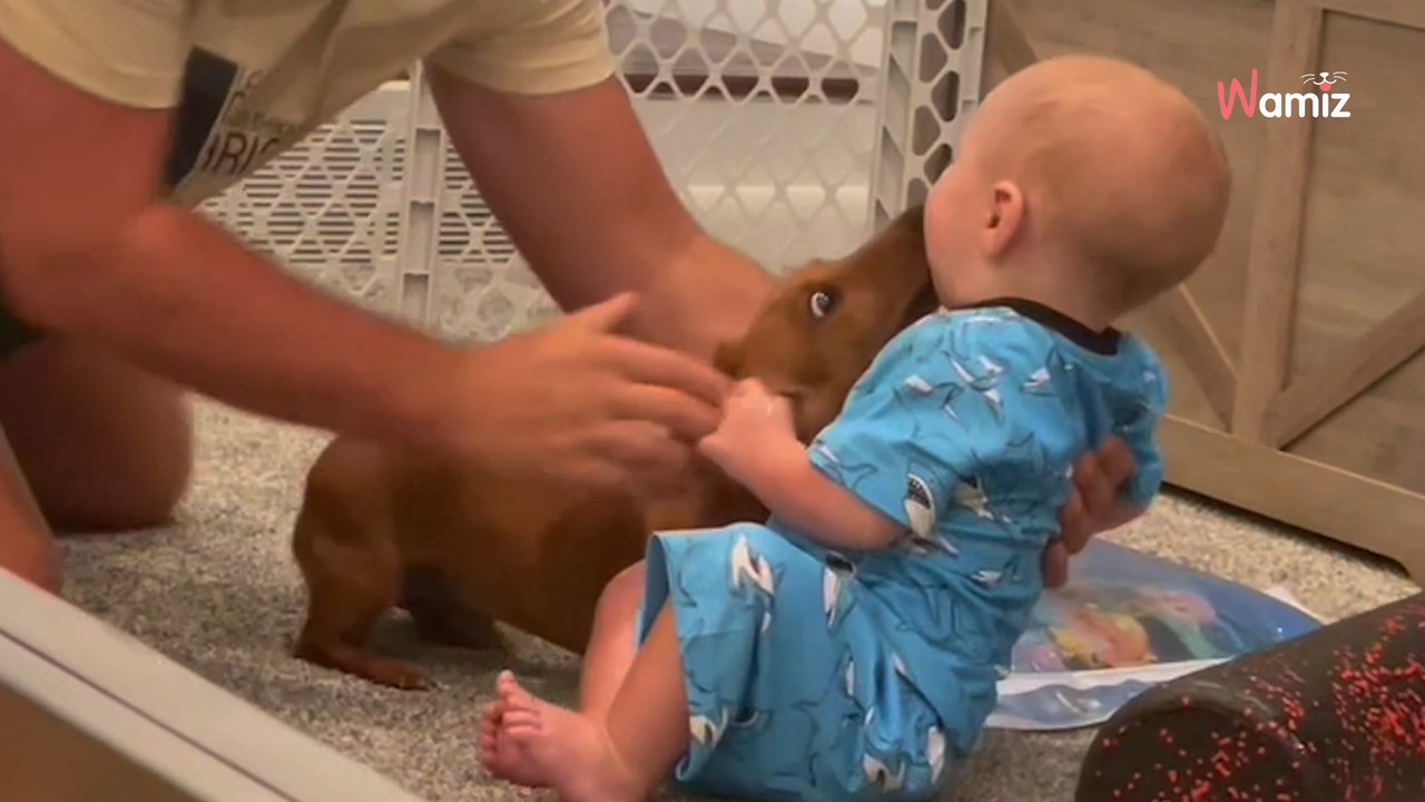 Millionen Herzen schlagen höher, als das Baby zum ersten Mal einen Dackel sieht