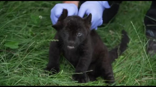 Debutto in società per una rara cucciola di giaguaro
