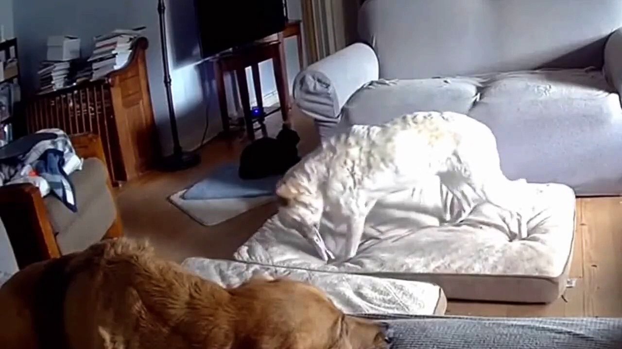 Un chien déclenche un incendie dans sa maison