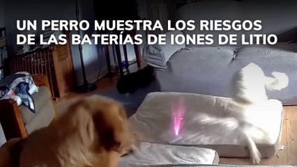 Un perro muestra los riesgos de las baterías de iones de litio