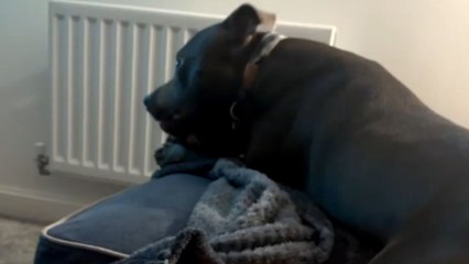 Dog’s eyes are glued to the TV screen while watching a dog treat commercial