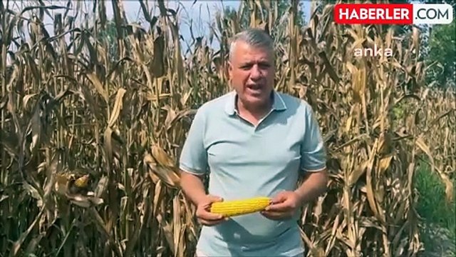 CHP Adana Milletvekili Ayhan Barut'tan Mısır Üreticilerine Çağrı