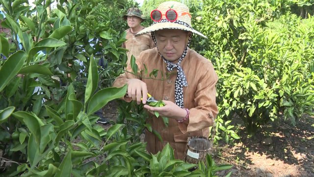 [네트워크] 여름에만 맛볼 수 있는 제주 풋귤 본격 출하 / YTN