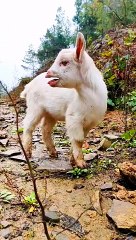 Funny goat children #beautiful#natraulbeauty933#natural#hotvideo#news#today#livehotvidro#nicelook#dailymotion#viralvidro#trending#trendinvidro#foryouchannel#morning#evening#night#footballmatch#circketmatch