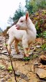 Funny goat children #beautiful#natraulbeauty933#natural#hotvideo#news#today#livehotvidro#nicelook#dailymotion#viralvidro#trending#trendinvidro#foryouchannel#morning#evening#night#footballmatch#circketmatch