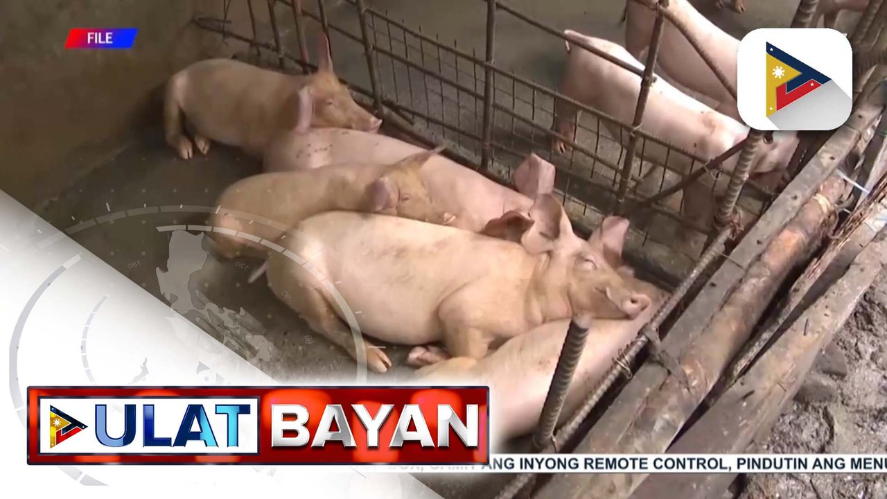 D.A., pinaghahandaan na ang pagbili ng bakuna kontra ASF