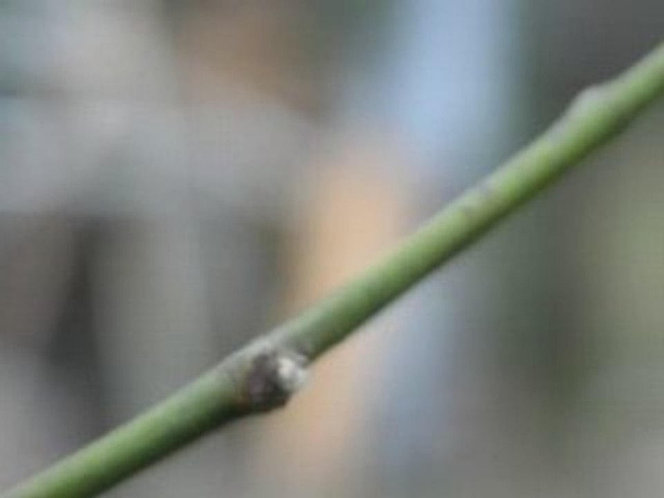 The spring, blossoms a willow