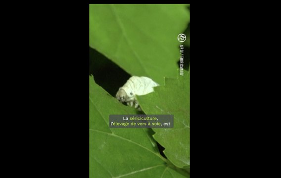 En Ouzbékistan, la relance de l'industrie de la soie