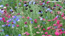 The beautiful Shropshire Petal Fields are open to the public