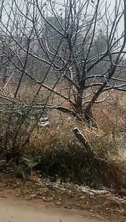 Nevada en Mutquín