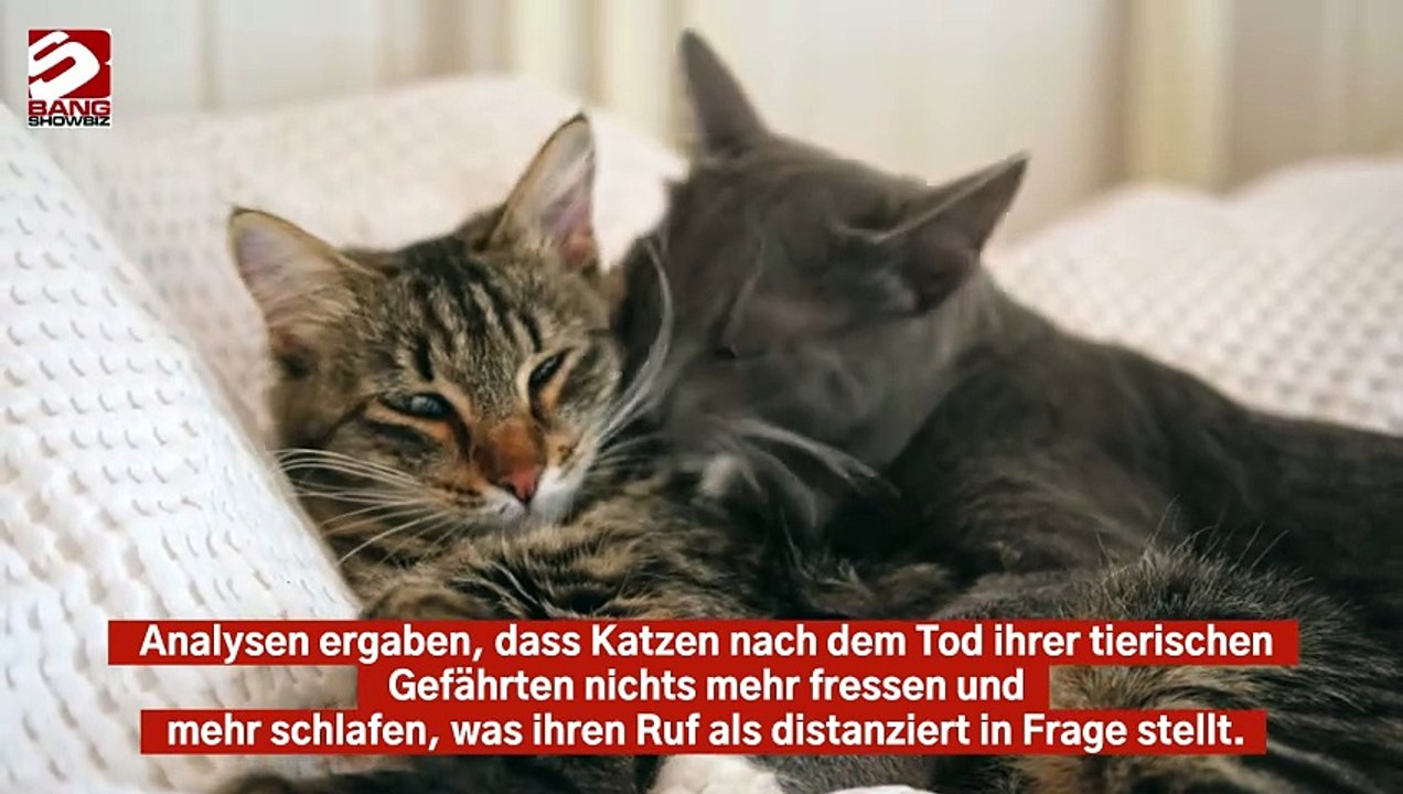 Katzen trauern um den Verlust anderer Haustiere