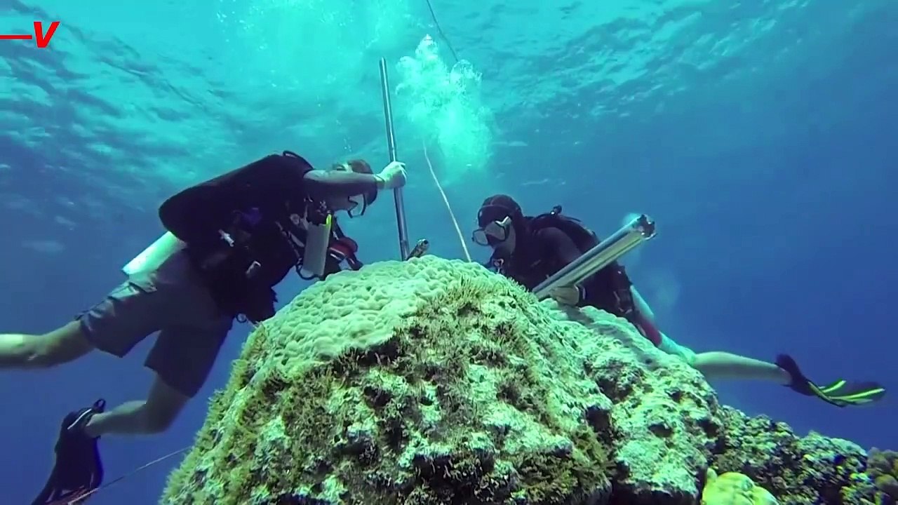 These Scientists Drilled Into Coral to Find 400 Years of Ocean History