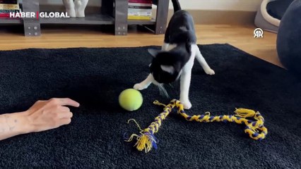 Sokakta bulduğu sakat kediyi tedavi ederek hayata bağladı