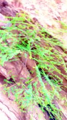 Top on the mountain hills in just 20 minutes .Tourists challenge today