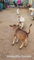 Small Cow trending viral video short