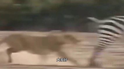 Craziest Animal Encounters Caught on Camera!
