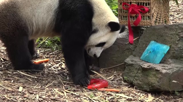 Les pandas Bao Mei et Bao Di ont fêté leur cinquième anniversaire à Pairi Daiza
