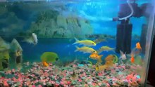 Fish Aquarium